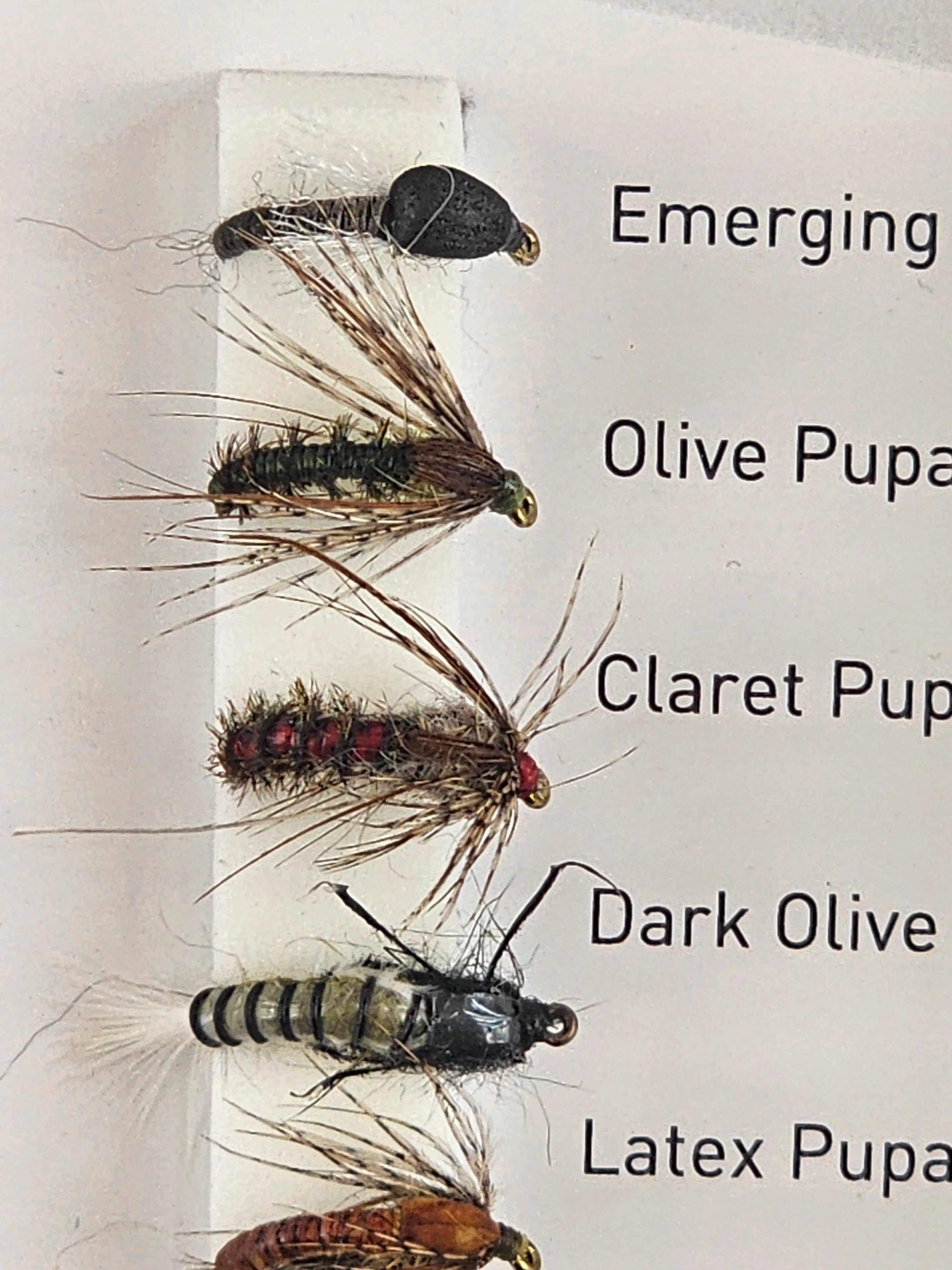 Set muste DAIWA caddis nymphs