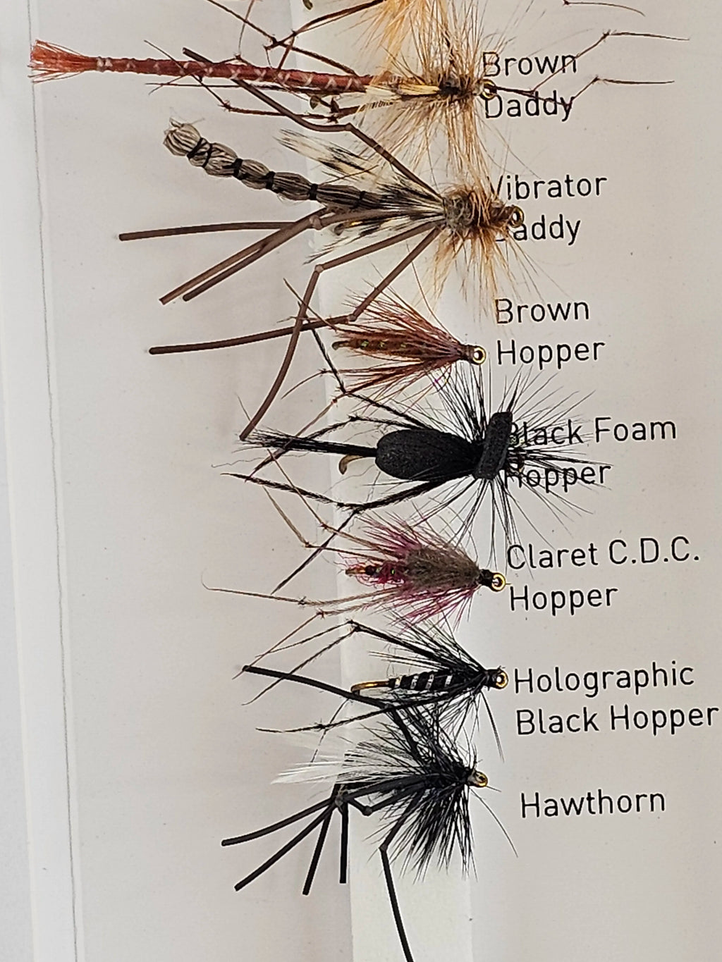 Set muste DAIWA daddies & hoppers